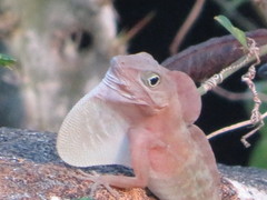 Anolis hispaniolae