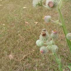 Stenachaenium riedelii