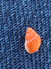 Amphissa acutecostata