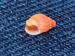 Amphissa acutecostata