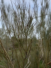 Retama sphaerocarpa