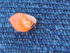 Amphissa acutecostata