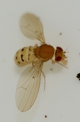 Drosophila falleni