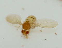 Drosophila falleni