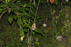 Caligo oberthurii