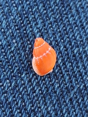 Amphissa acutecostata