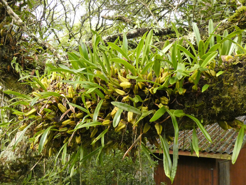 Bulbophyllum maximum image