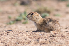 Spermophilus pygmaeus