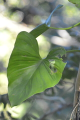 Philodendron hederaceum