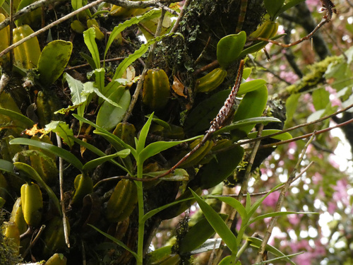 Bulbophyllum maximum, photograph 6