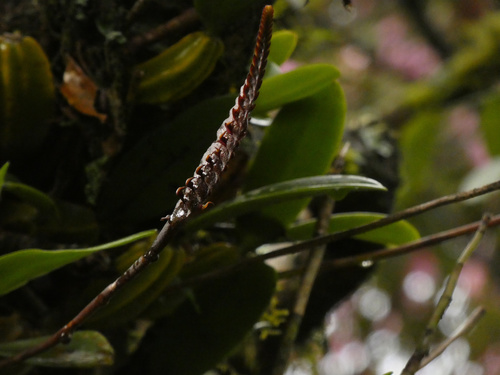Bulbophyllum maximum, photograph 5