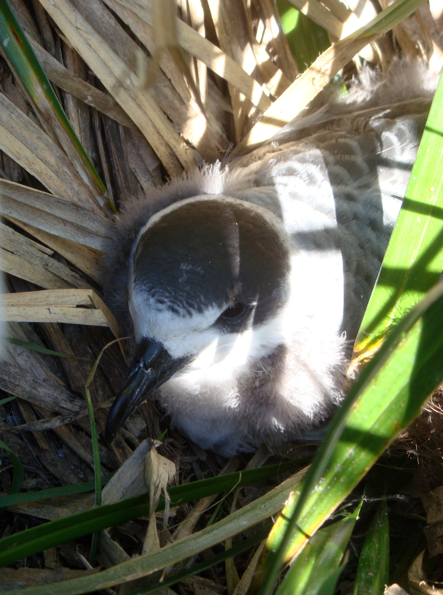 White-necked Petrel (Pterodroma cervicalis), photo 3