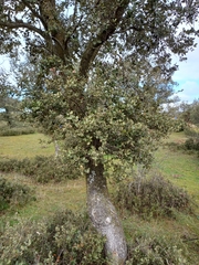 Quercus ilex