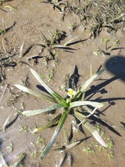 Sagittaria montevidensis