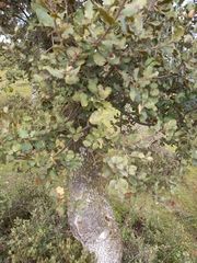 Quercus ilex