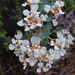 Spyridium parvifolium - Photo (c) Nicola Baines,  זכויות יוצרים חלקיות (CC BY-NC), הועלה על ידי Nicola Baines