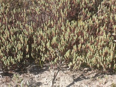 Euphorbia foliosa