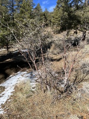 Frangula betulifolia