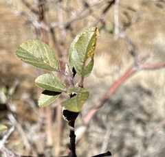 Frangula betulifolia