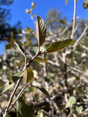 Frangula betulifolia