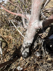 Frangula betulifolia