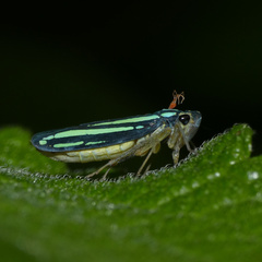 Poecilocarda cosmopolita