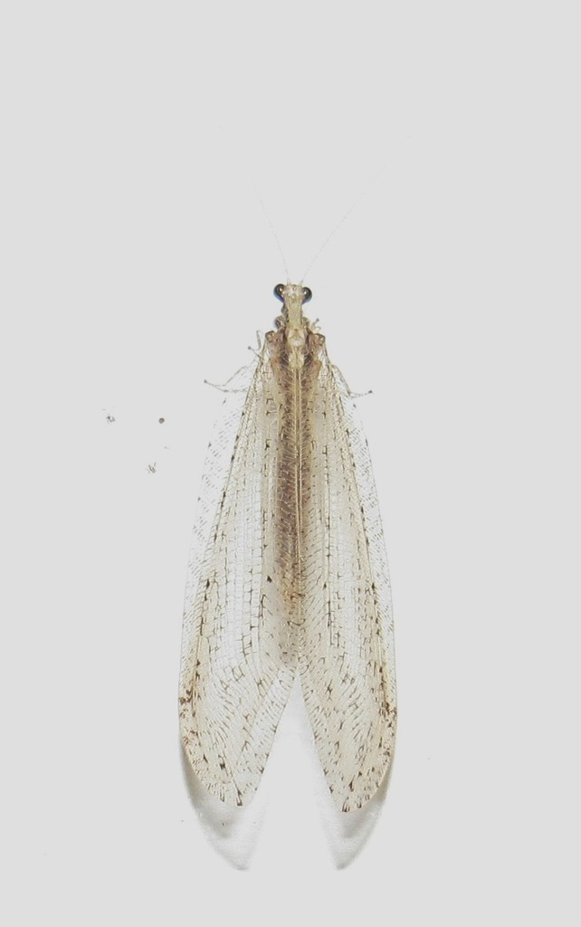 Isostenosmylus pulverulentus