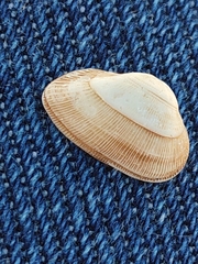 Striarca lactea