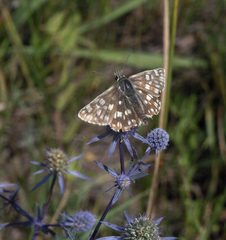 Muschampia tessellum