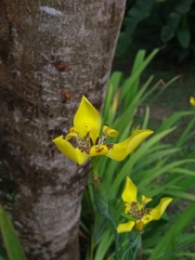 Trimezia martinicensis