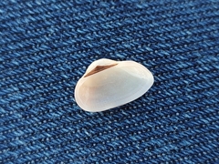 Striarca lactea