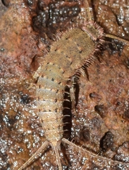 Ctenolepisma almeriensis