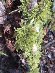 Neckeropsis disticha