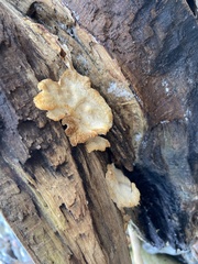 Gloeophyllaceae