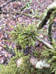 Neckeropsis disticha