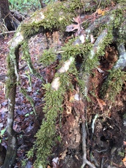 Neckeropsis disticha