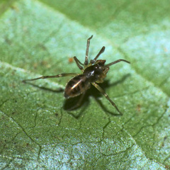 Afroneta serrata