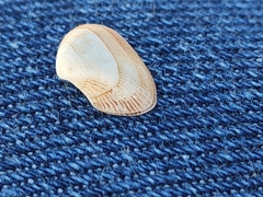 Striarca lactea