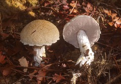 Austroboletus niveus