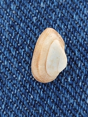Striarca lactea