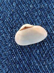 Striarca lactea