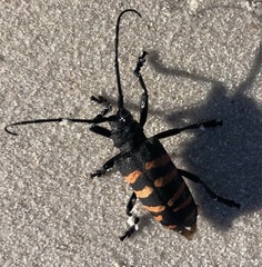 Ceroplesis capensis