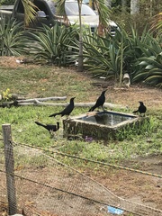 Quiscalus lugubris