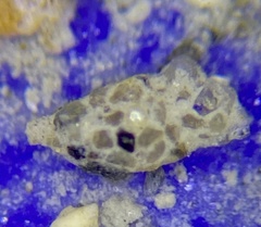 Reophax scorpiurus