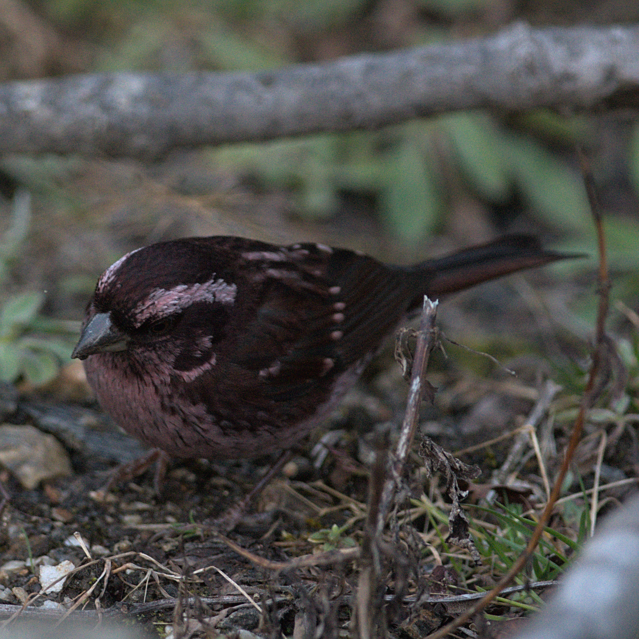Spot-winged Rosefinch