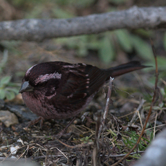 Carpodacus rodopeplus