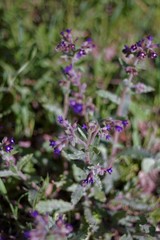 Anchusa hybrida