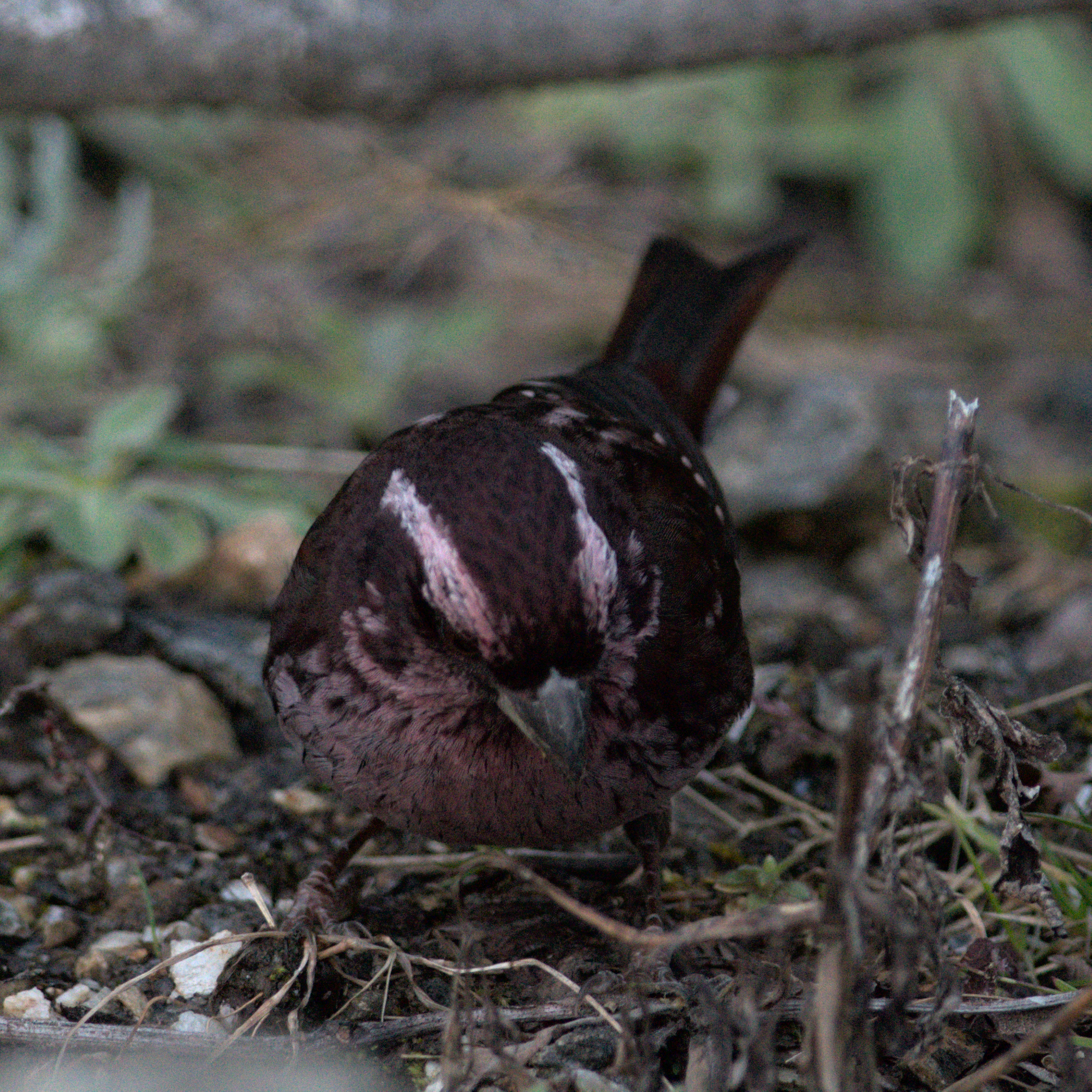 Spot-winged Rosefinch