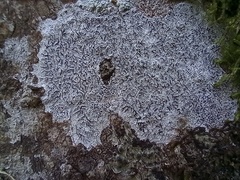 Phaeographis dendritica