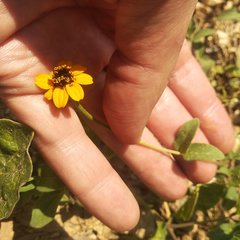 Zinnia maritima